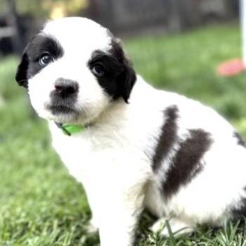 Emmy -  Saint Bernard and Golden Retriever Dog for Adoption in Larkfield-wikiup, California - Emmy | PetCurious