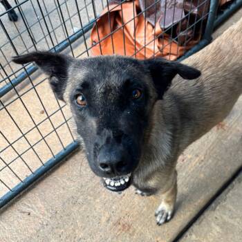 Pilon -  Mixed Breed Dog for Adoption in Lake Jackson, Texas - Pilon | PetCurious