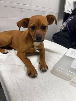 Mixed Breed Dogs Available for Adoption in Sevierville, Tennessee - Porch | PetCurious