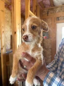 Fox Terrier and Mixed Breed Dogs Available for Adoption - Tulip | PetCurious