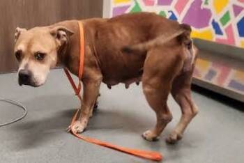 Rescue Pit Bull Terrier and American Bulldog Dogs for Adoption in Baytown, Texas - RACHEL | PetCurious