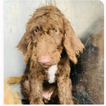 Truffle -  Labradoodle Dog for Adoption in Gainesville, Virginia - Truffle | PetCurious