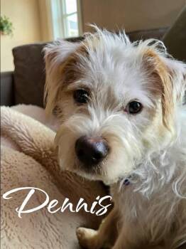 Terrier Dogs Available for Adoption - Dennis | PetCurious