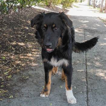 Bernese Mountain Dog and Mixed Breed Dogs Available for Adoption in Richmond, California - ALP | PetCurious