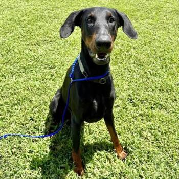 Kilo (Benefactor Dog) -  Doberman Pinscher Dog for Adoption in New Orleans, Louisiana - Kilo (Benefactor Dog) | PetCurious