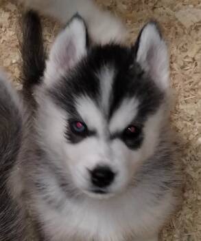 Siberian Husky Dogs Available for Sale - Frodo | PetCurious
