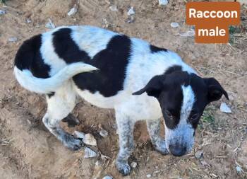 RACOON 425 -  Wirehaired Terrier Dog for Adoption in New Berlin, Wisconsin - RACOON 425 | PetCurious