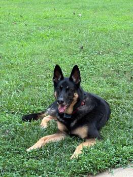 Sarge -  German Shepherd Dog Dog for Adoption in Chattanooga, Tennessee - Sarge | PetCurious