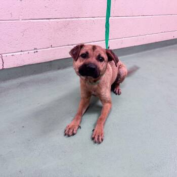 Chase -  Mixed Breed Dog for Adoption in Memphis, Tennessee - Chase | PetCurious