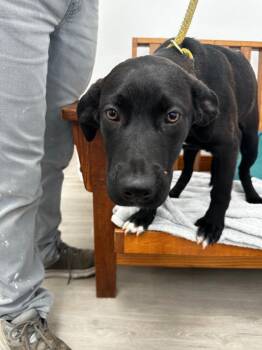 Labrador Retriever Dogs Available for Adoption in Cambridge, Maryland - Donut | PetCurious