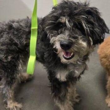 Odessa -  Poodle Dog for Adoption in Fresno, California - Odessa | PetCurious