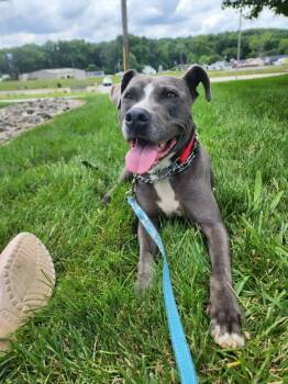 Holden aka Harlan -  American Staffordshire Terrier Dog for Adoption in Shiloh, Illinois - Holden Aka Harlan | PetCurious
