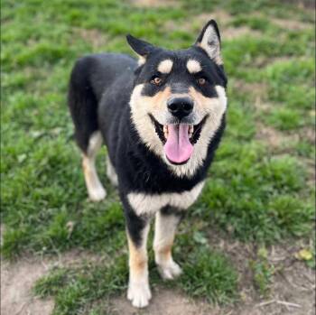 Teddy -  Siberian Husky Dog for Adoption in Los Angeles, California - Teddy | PetCurious