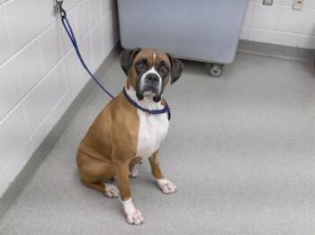 Boxer and Mixed Breed Dogs Available for Adoption in Omaha, Nebraska - JANIS | PetCurious