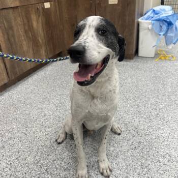 Cupid 1314 -  Labrador Retriever Dog for Adoption in Loxahatchee Groves, Florida - Cupid 1314 | PetCurious