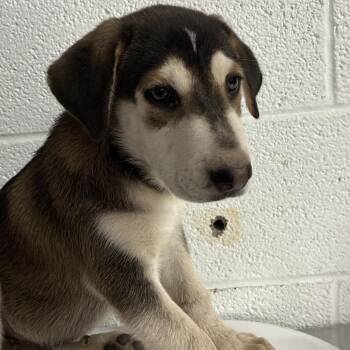 Keroppi -  Shepherd and Husky Dog for Adoption in Edinburg, Texas - Keroppi | PetCurious