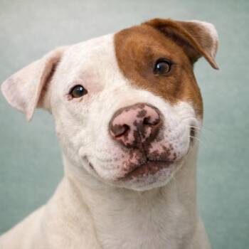 Mixed Breed Dogs Available for Adoption in Corbin, Kentucky - Patrick | PetCurious