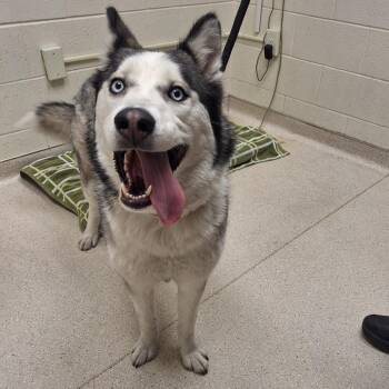 Cream Cheese -  Siberian Husky Dog for Adoption in Murray, Utah - Cream Cheese | PetCurious