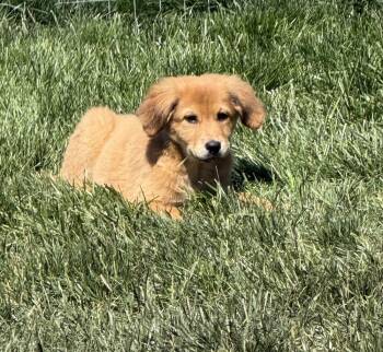Mercedes -  Labrador Retriever Dog Available for Adoption in South Bend, Indiana - Mercedes | PetCurious