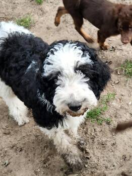Jason -  Labradoodle Dog for Adoption in Liberty Center, Ohio - Jason | PetCurious