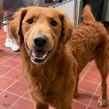 Meatball -  Golden Retriever and Mixed Breed Dog for Adoption in West Point, Mississippi - Meatball | PetCurious