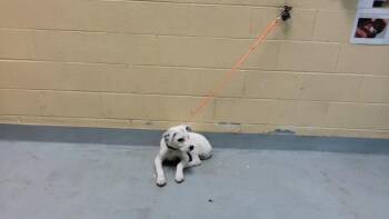 ACE -  Pit Bull Terrier and Mixed Breed Dog for Adoption in Tulsa, Oklahoma - ACE | PetCurious