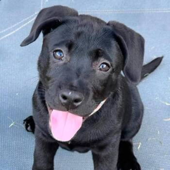 Jessie -  Pit Bull Terrier and American Staffordshire Terrier Dog for Adoption in Bryan, Texas - Jessie | PetCurious