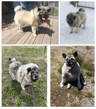 Rescue Norwegian Elkhound Dogs for Adoption in Thayne, Wyoming - Missy | PetCurious