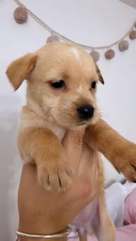 Butterscotch -  Mixed Breed Dog for Adoption in Gainesville, Virginia - Butterscotch | PetCurious