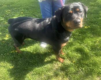 Rottweiler Dogs Available for Adoption in Homer Glen, Illinois - Remington | PetCurious