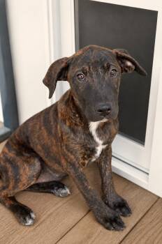 Zira -  Plott Hound Dog for Adoption in Gulfport, Mississippi - Zira | PetCurious