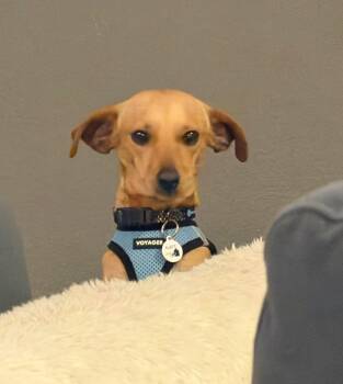 Chihuahua Dogs Available for Adoption - Sabine | PetCurious