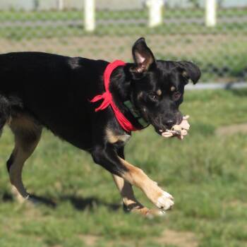 Patrick -  Siberian Husky and Chocolate Labrador Retriever Dog for Adoption in Oakville, Washington - Patrick | PetCurious