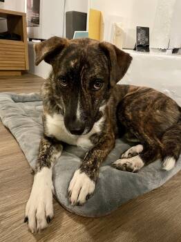 Rescue Australian Shepherd and German Shepherd Dog Dogs for Adoption - Mimi | PetCurious