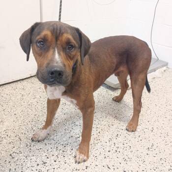 Garfield -  American Foxhound and Mixed Breed Dog for Adoption in Hattiesburg, Mississippi - Garfield | PetCurious