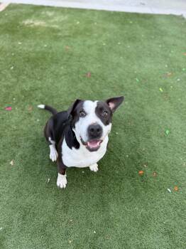 Rescue Pit Bull Terrier Dogs for Adoption in Bremerton, Washington - Susie | PetCurious