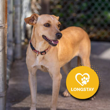 Rescue Terrier and Mixed Breed Dogs for Adoption in Gainesville, Georgia - Jojo | PetCurious