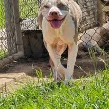 Dolly -  Pit Bull Terrier Dog for Adoption in Humble, Texas - Dolly | PetCurious