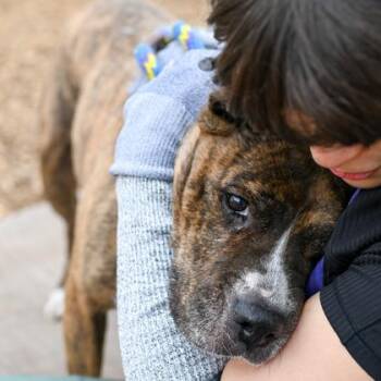 Adele -  Mixed Breed Dog for Adoption in Chamblee, Georgia - Adele | PetCurious