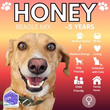 Honey -  Beagle and Hound Dog for Adoption in Aurora, Ontario - Honey | PetCurious