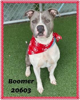 BOOMER -  American Bully and Pit Bull Terrier Dog for Adoption in Marietta, Georgia - BOOMER | PetCurious