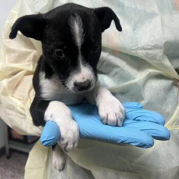 Beluga -  Mixed Breed Dog for Adoption in Salt Lake City, Utah - Beluga | PetCurious