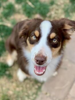 Wilder, 8 month old red Mini Aussie -  Australian Shepherd Dog for Adoption in Oro Valley, Arizona - Wilder, 8 Month Old Red Mini Aussie | PetCurious