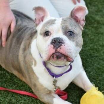 Moon -  Mixed Breed Dog for Adoption in New York, New York - Moon | PetCurious