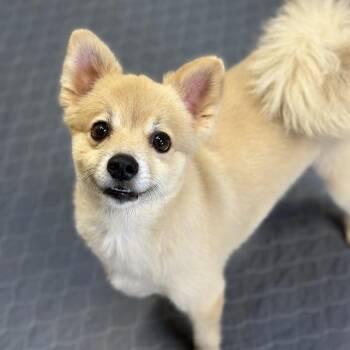 Jasper -  Pomeranian Dog for Adoption in Kanab, Utah - Jasper | PetCurious