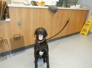 HAMILTON -  Labrador Retriever and Pit Bull Terrier Dog for Adoption in San Jose, California - HAMILTON | PetCurious
