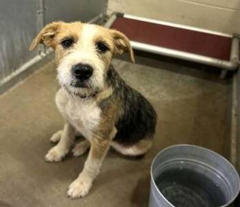 Zeus -  Border Terrier Dog for Adoption in Aurora, Colorado - Zeus | PetCurious
