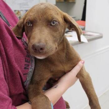 Gibbs -  Labrador Retriever and Mixed Breed Dog Available for Adoption in Birmingham, Alabama - Gibbs | PetCurious