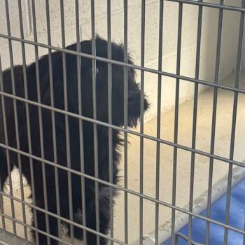 Rescue Mixed Breed Dogs for Adoption in Shelbyville, Illinois - Onyx | PetCurious