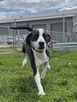Mixed Breed Dogs Available for Adoption in Davenport, Iowa - Tulip | PetCurious